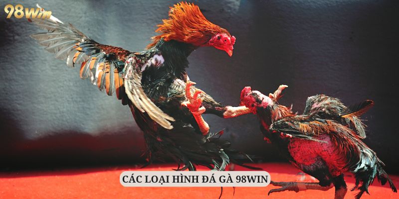 Các hình thức đá gà phổ biến